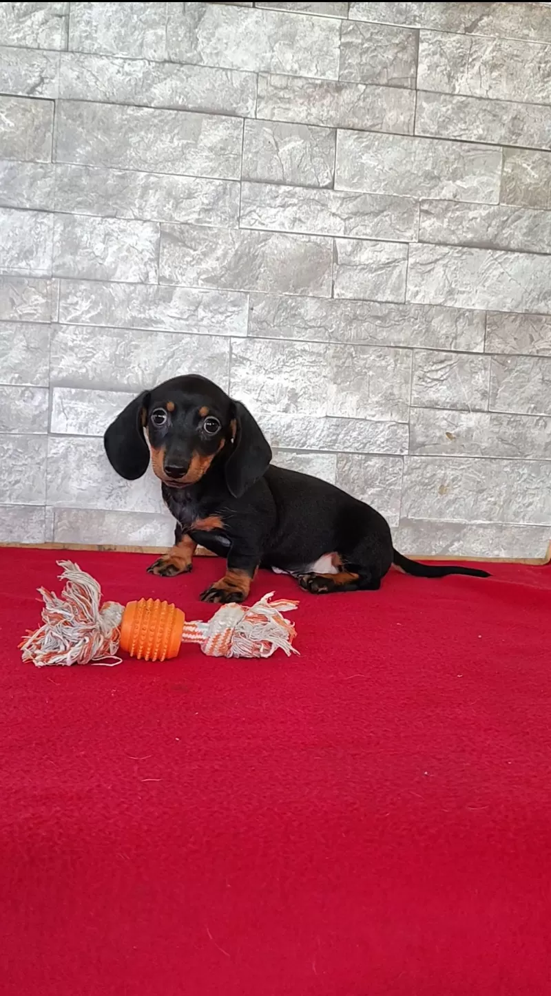 Tootsie