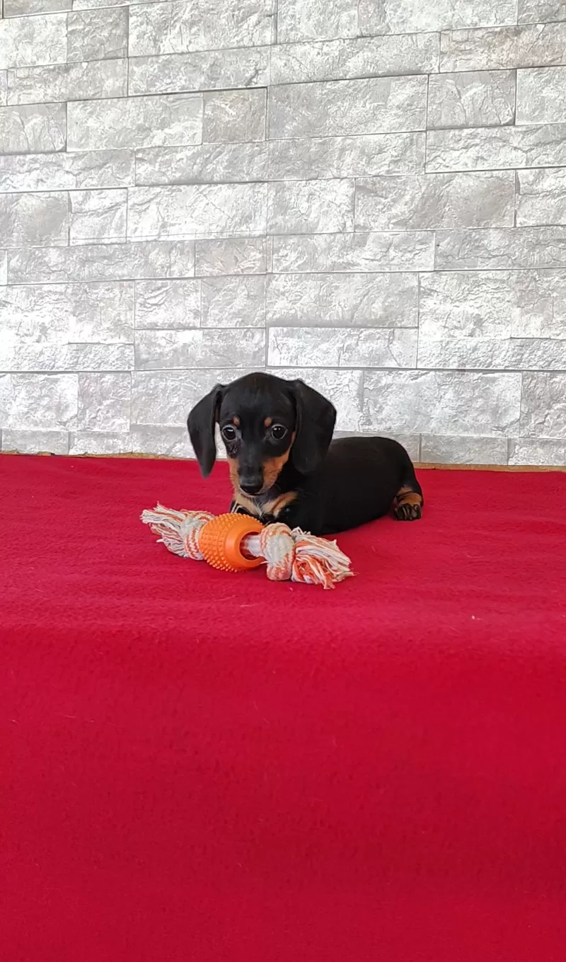 Tootsie