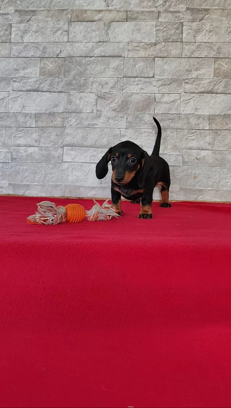 Tootsie