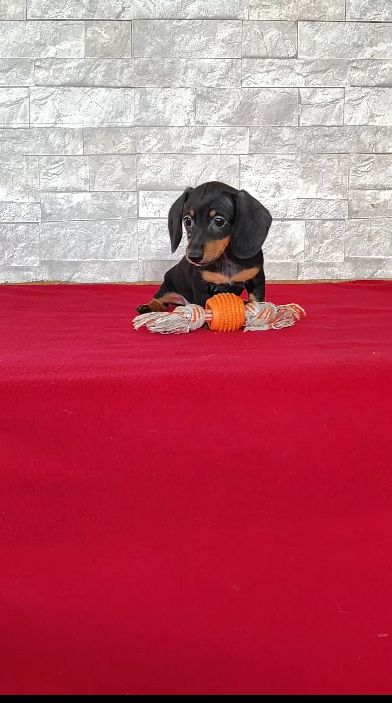Tootsie