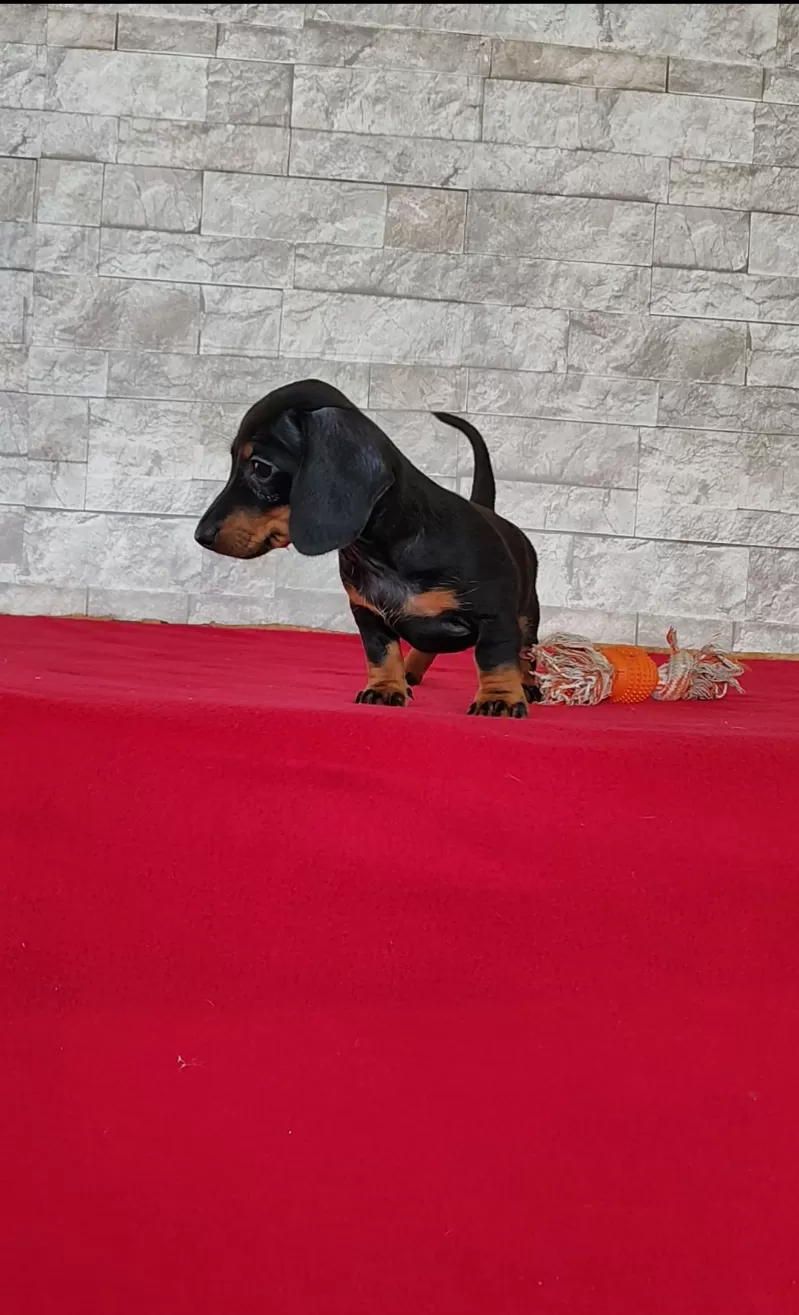 Tootsie