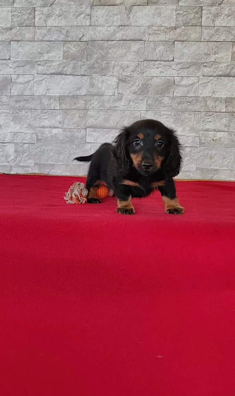 Puppy Name: Titus