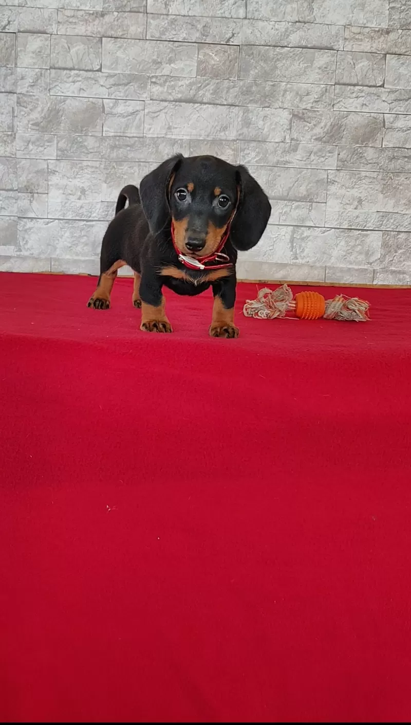 Tameron