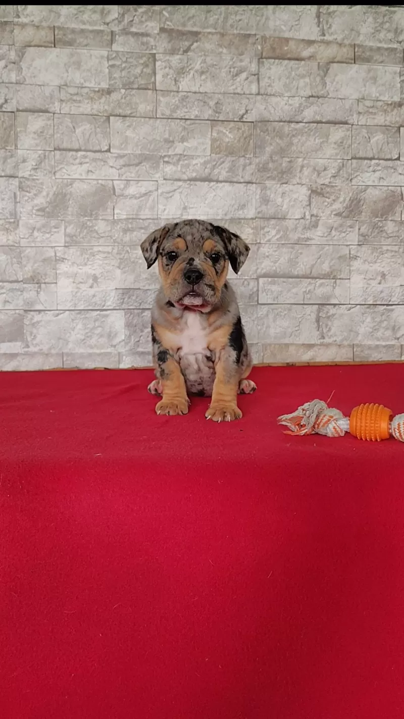 Puppy Name: Oliver