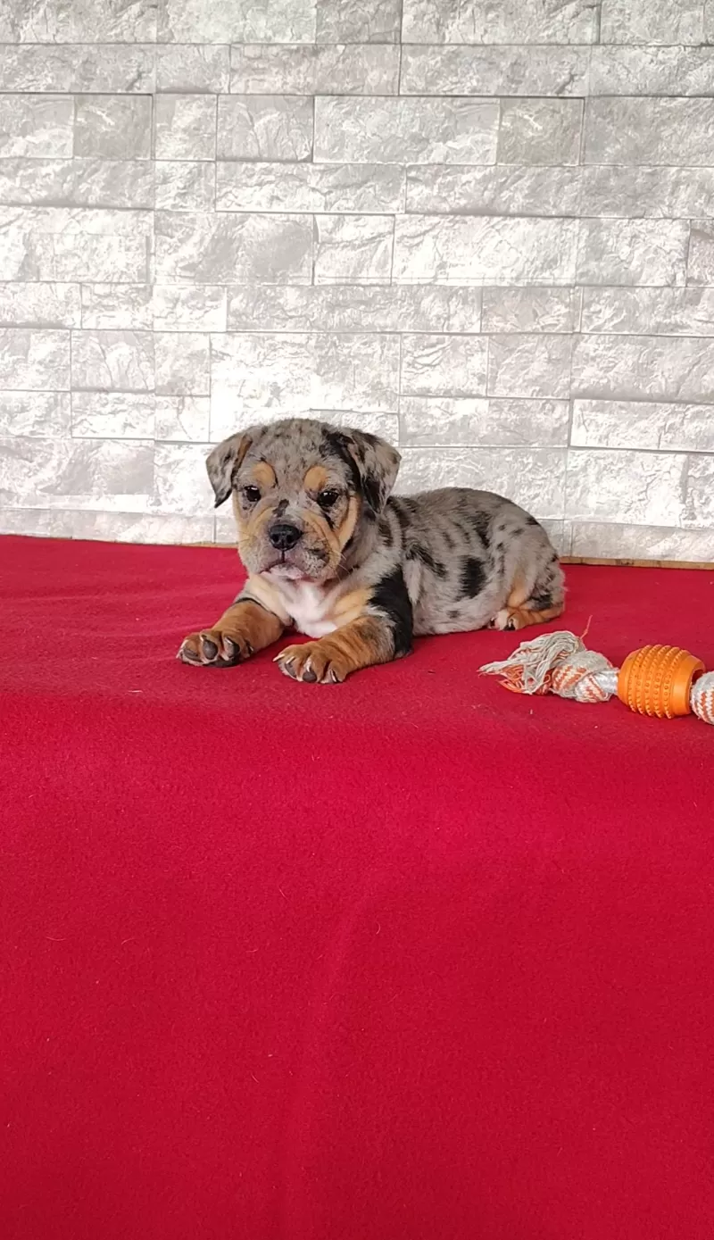 Oliver