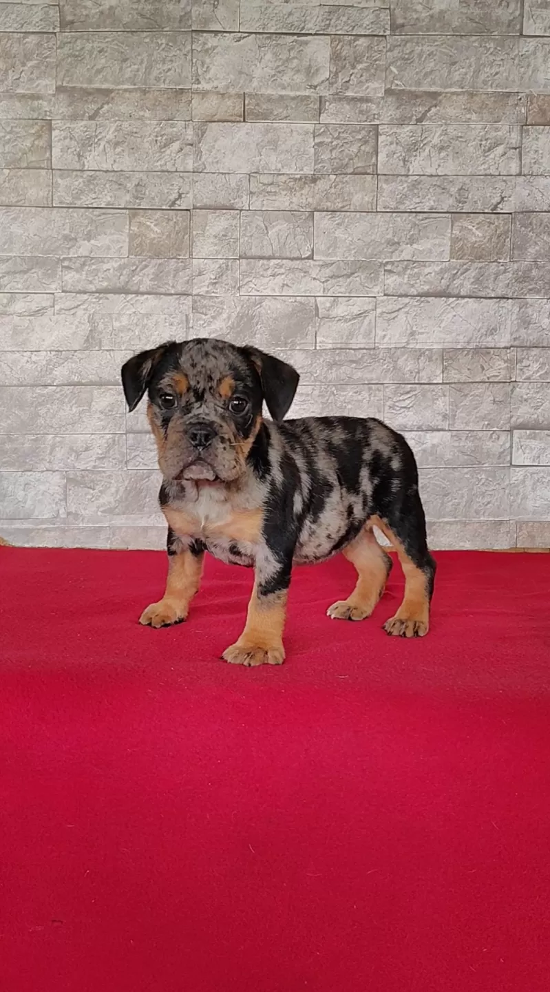 Puppy Name: Olivia