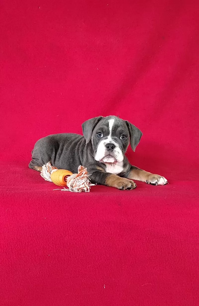 Puppy Name: Ollie