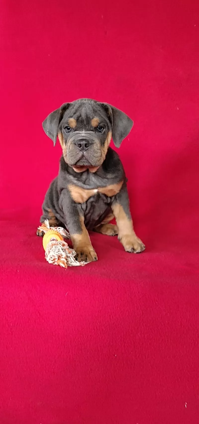 Puppy Name: Annie