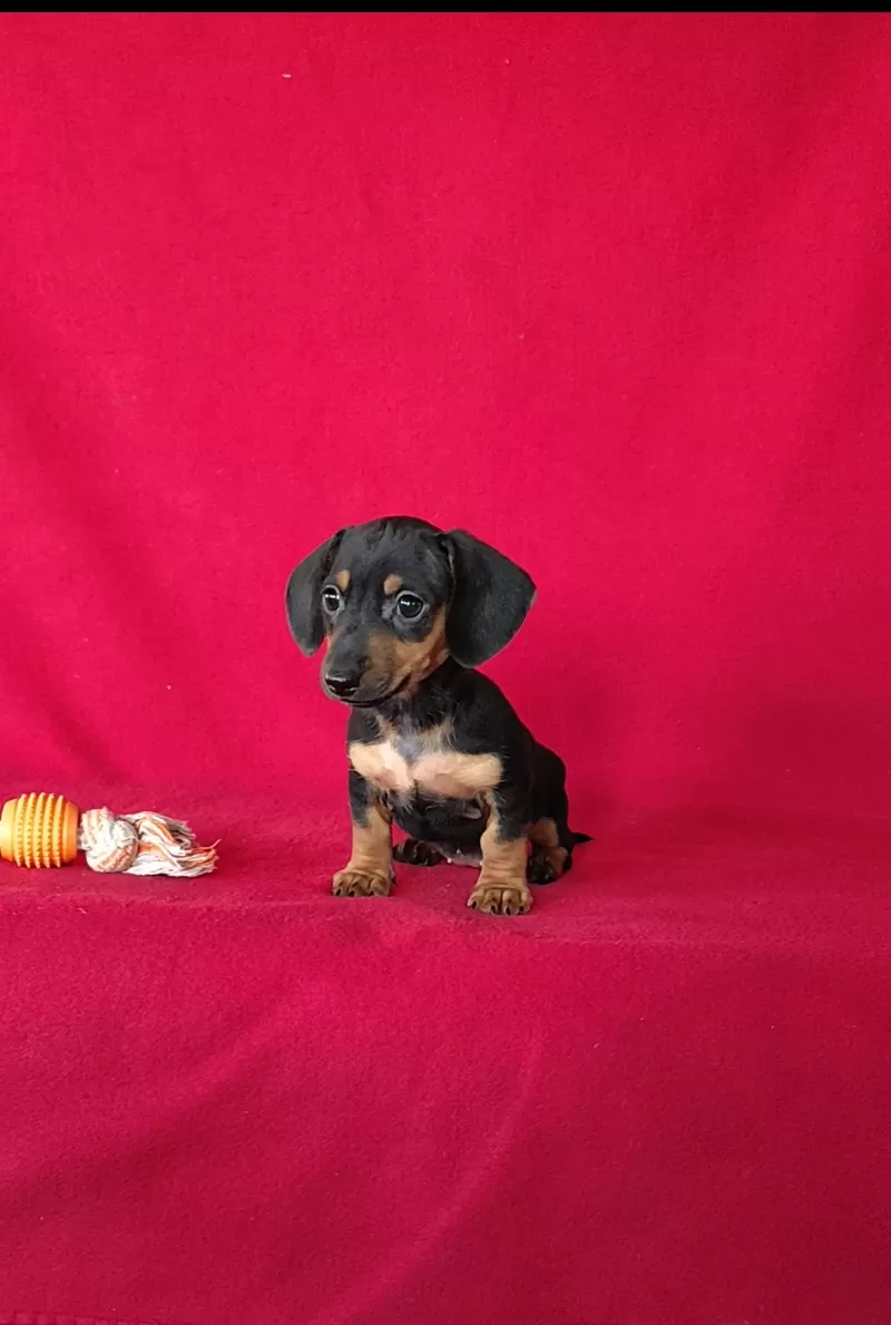 Puppy Name: Tonya