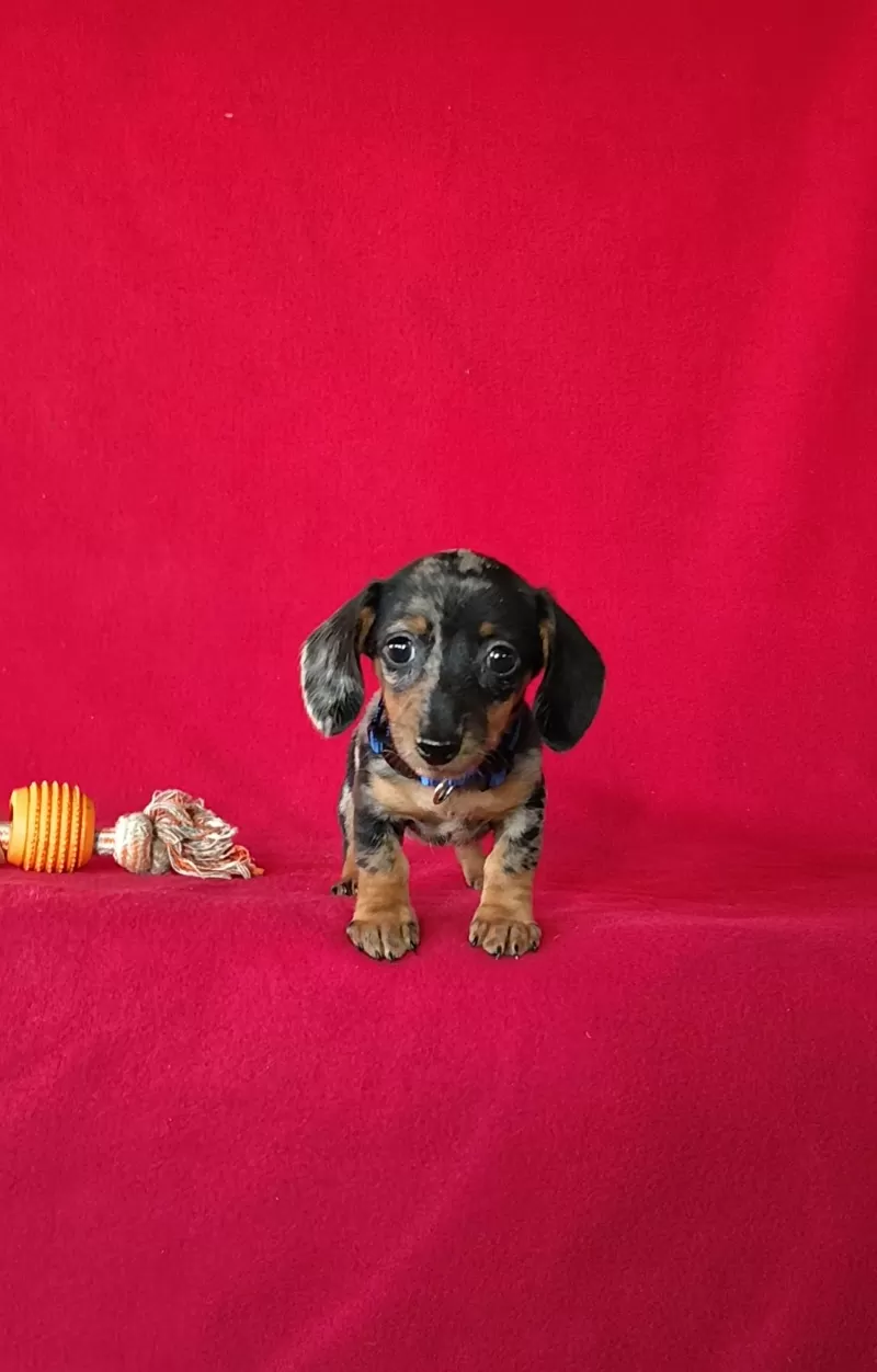 Puppy Name: Talia