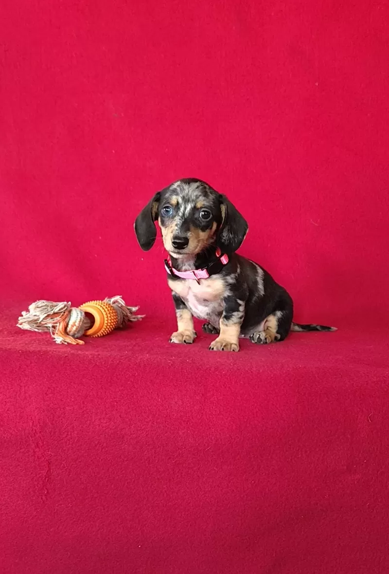Puppy Name: Tiana