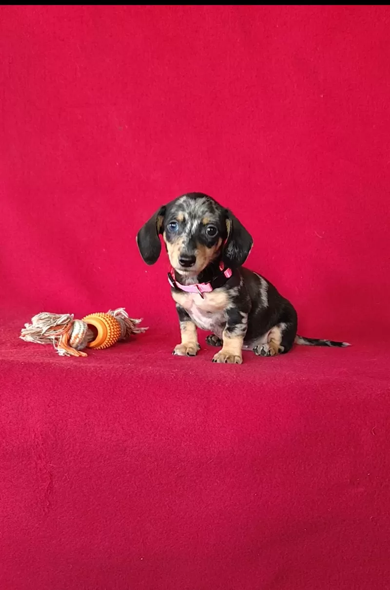 Tiana