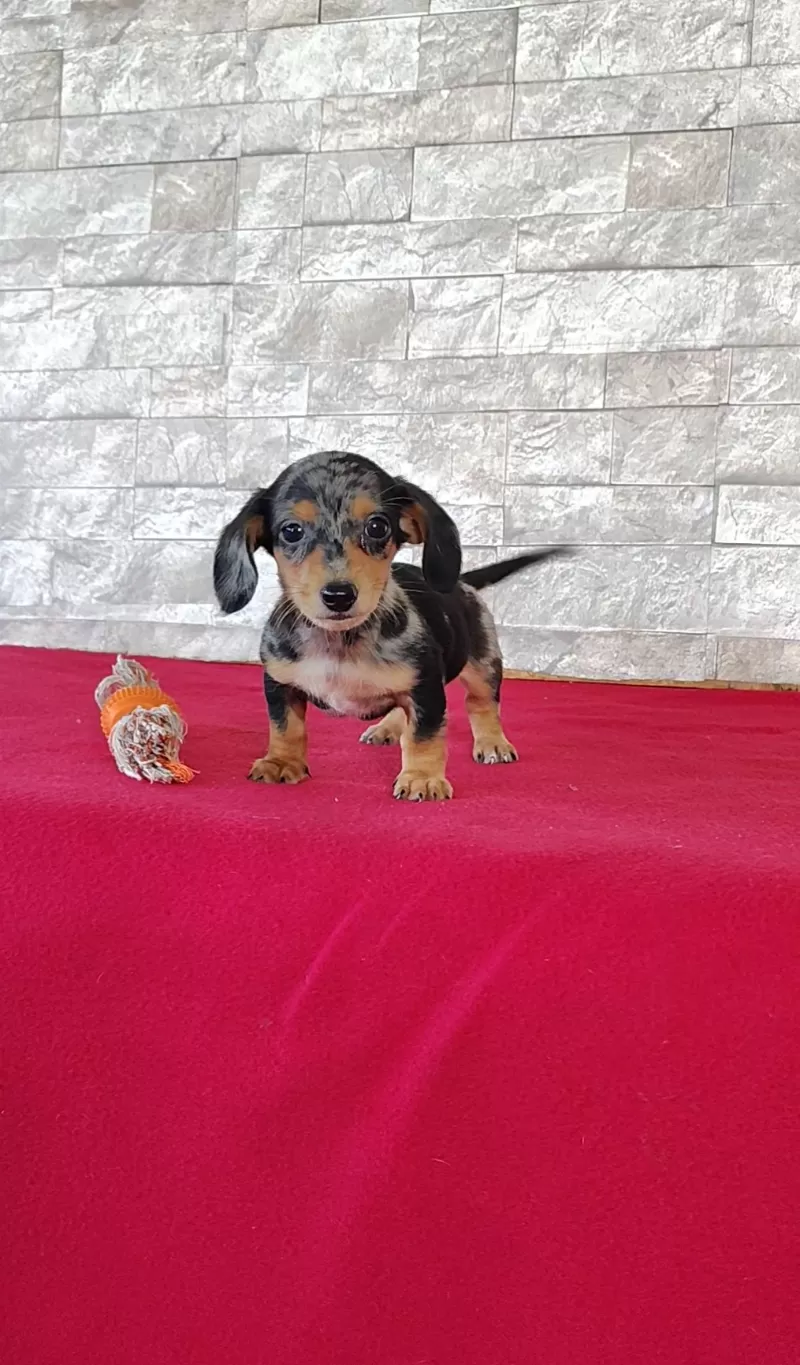 Puppy Name: Titus