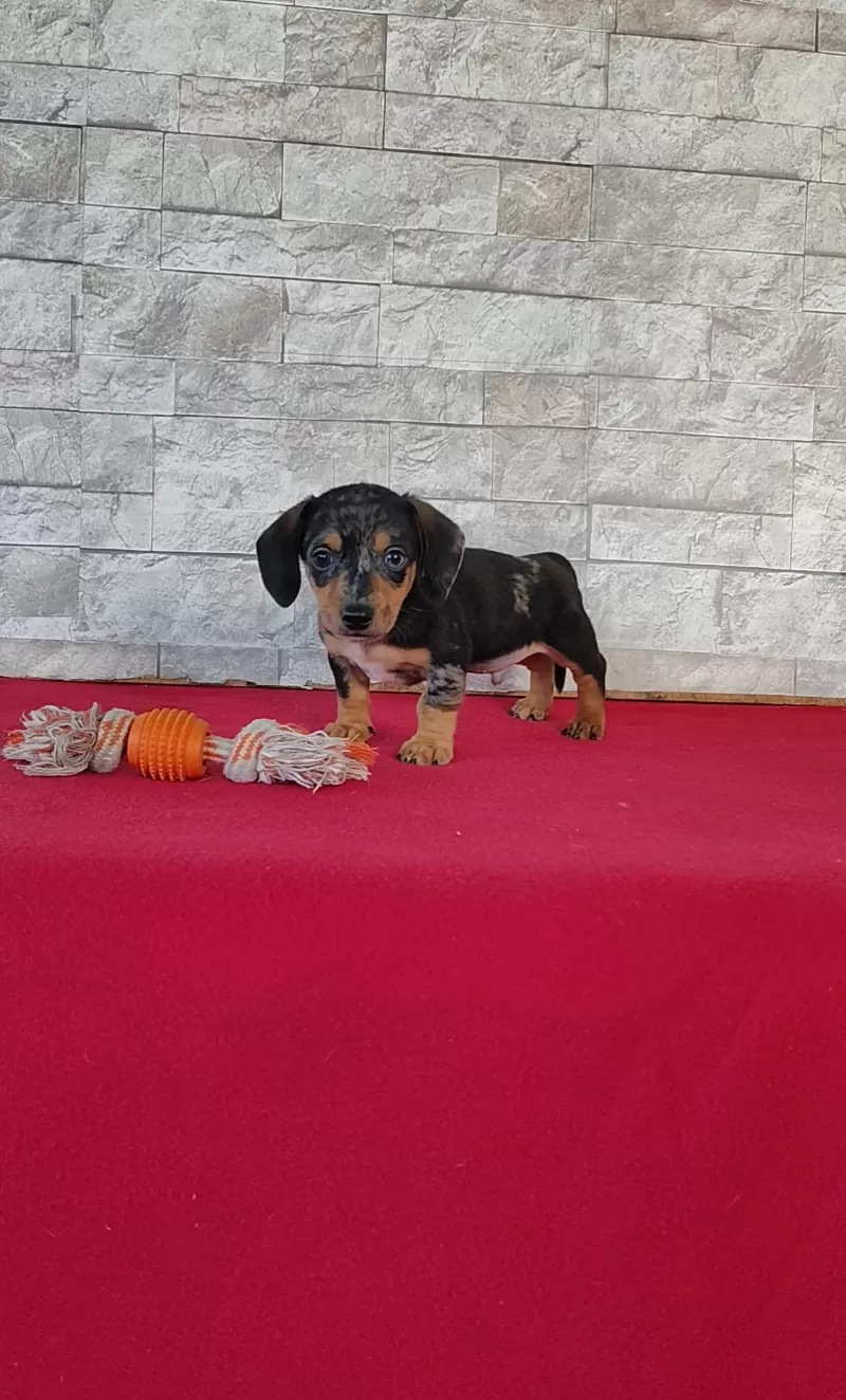 Teddy