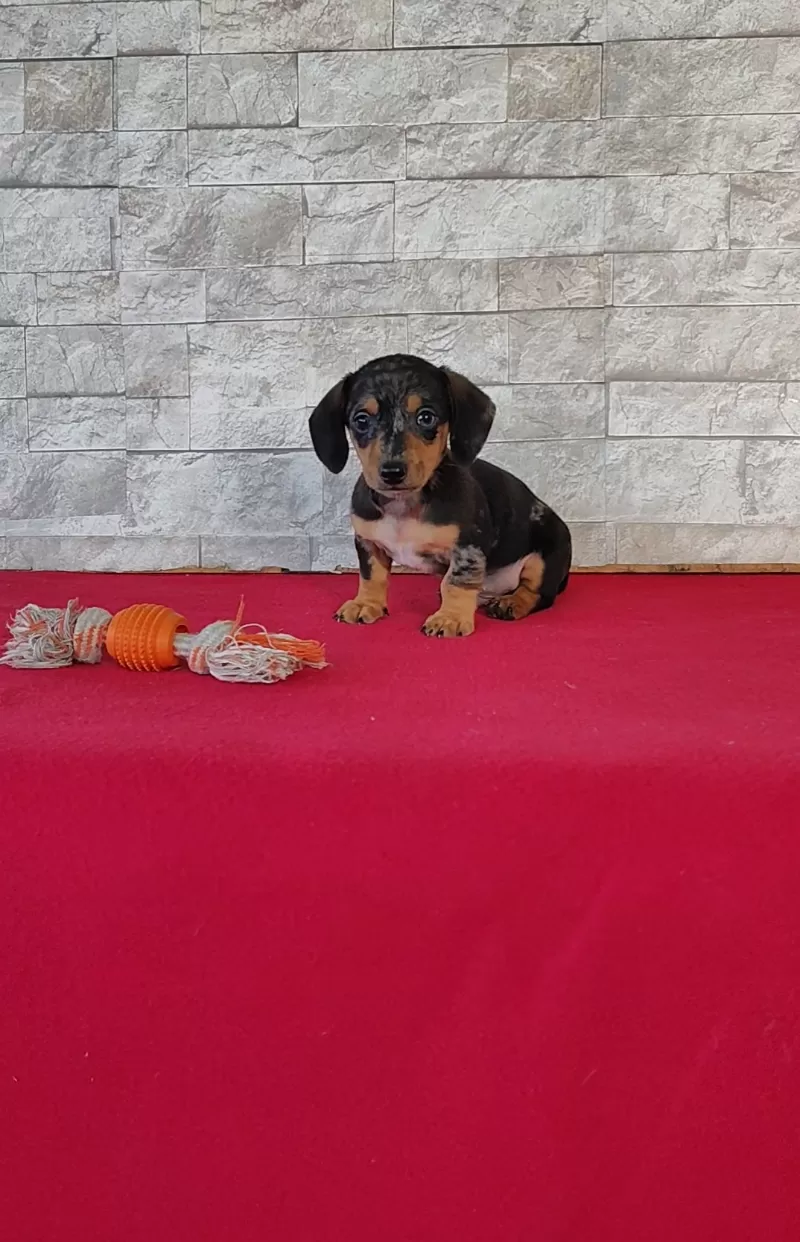 Teddy