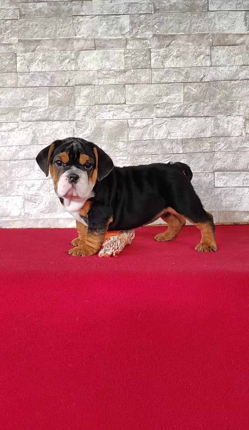 Puppy Name: Ellie