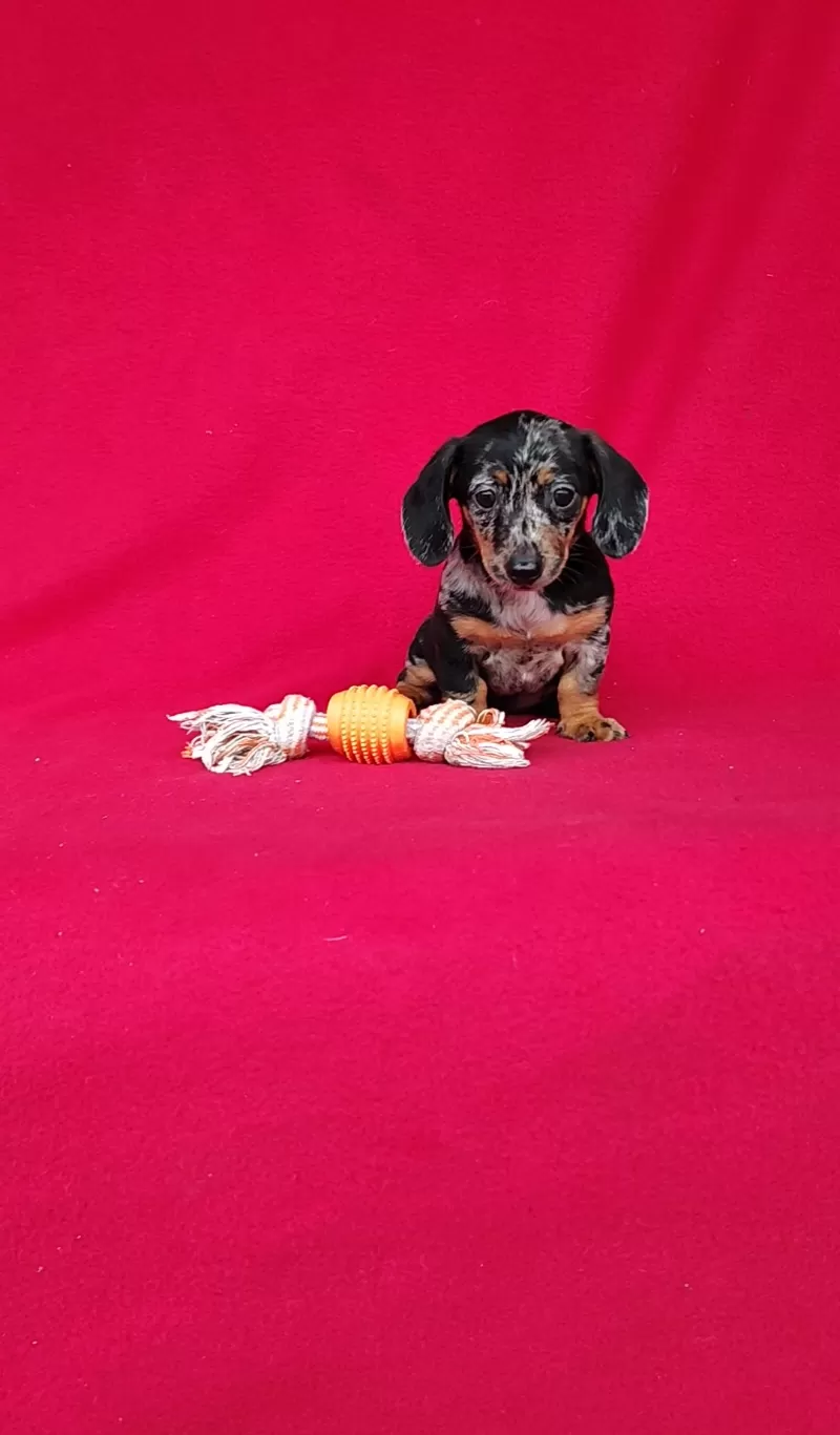 Puppy Name: Samantha