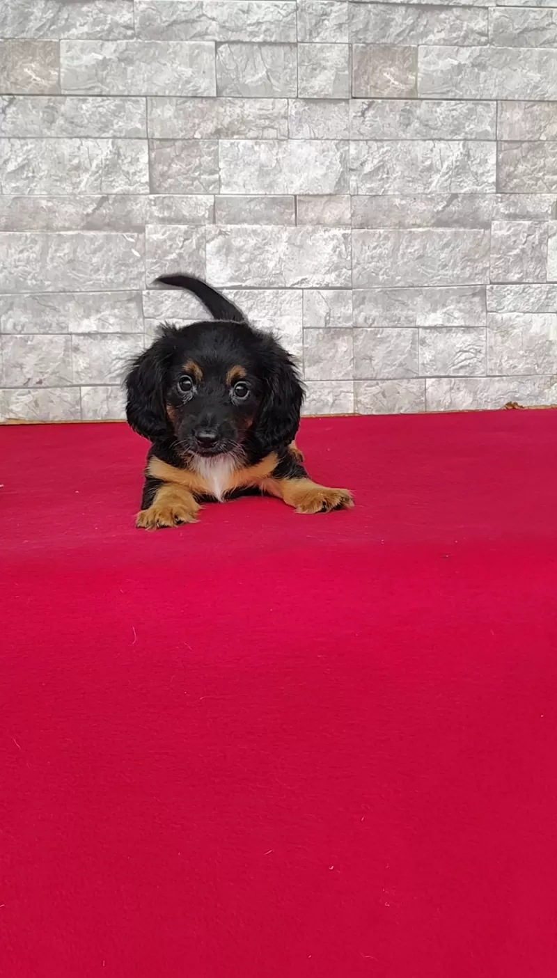 Puppy Name: Tyler