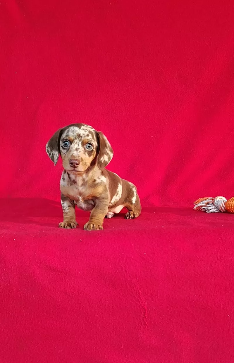 Puppy Name: Frankie