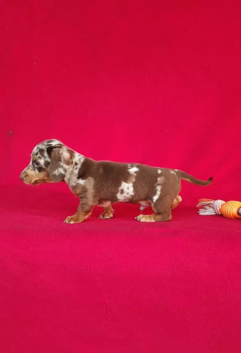 Frankie