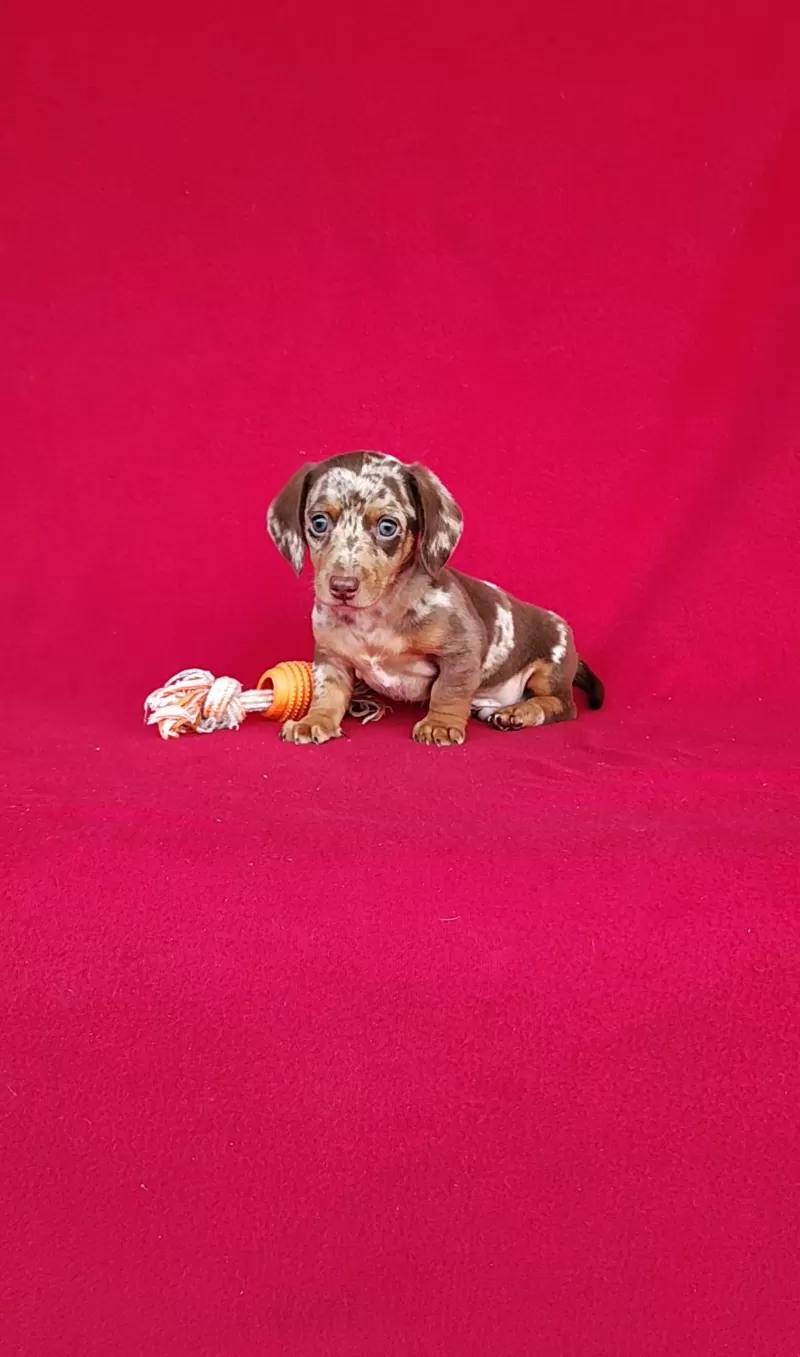 Frankie