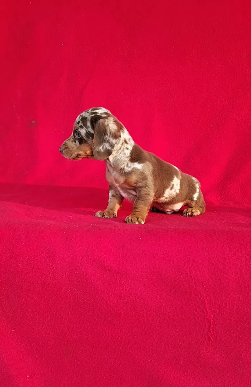 Frankie
