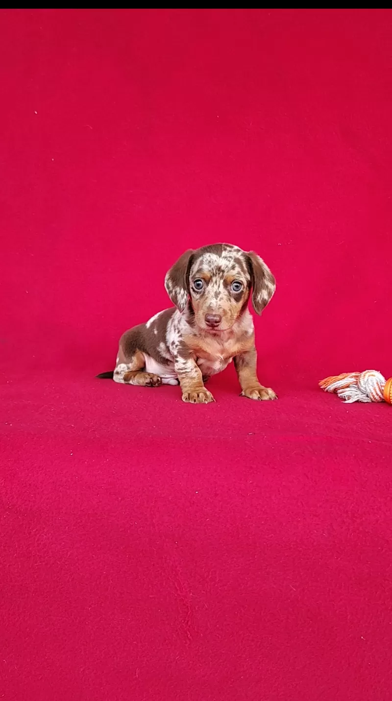 Frankie