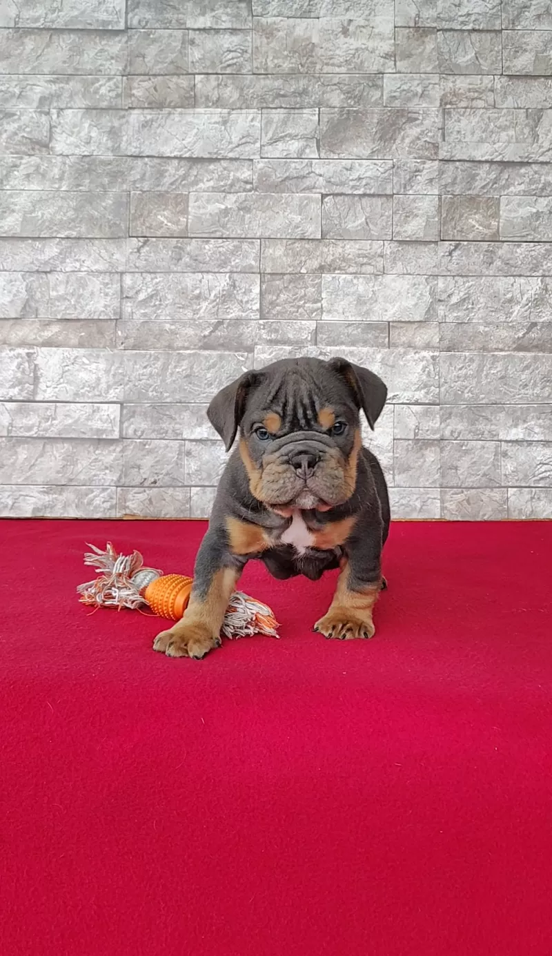 Puppy Name: Damien