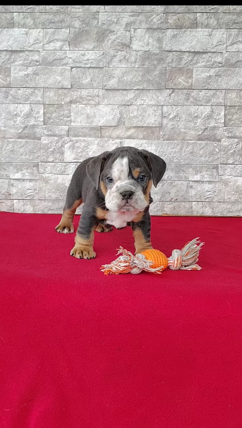 Puppy Name: Dallas