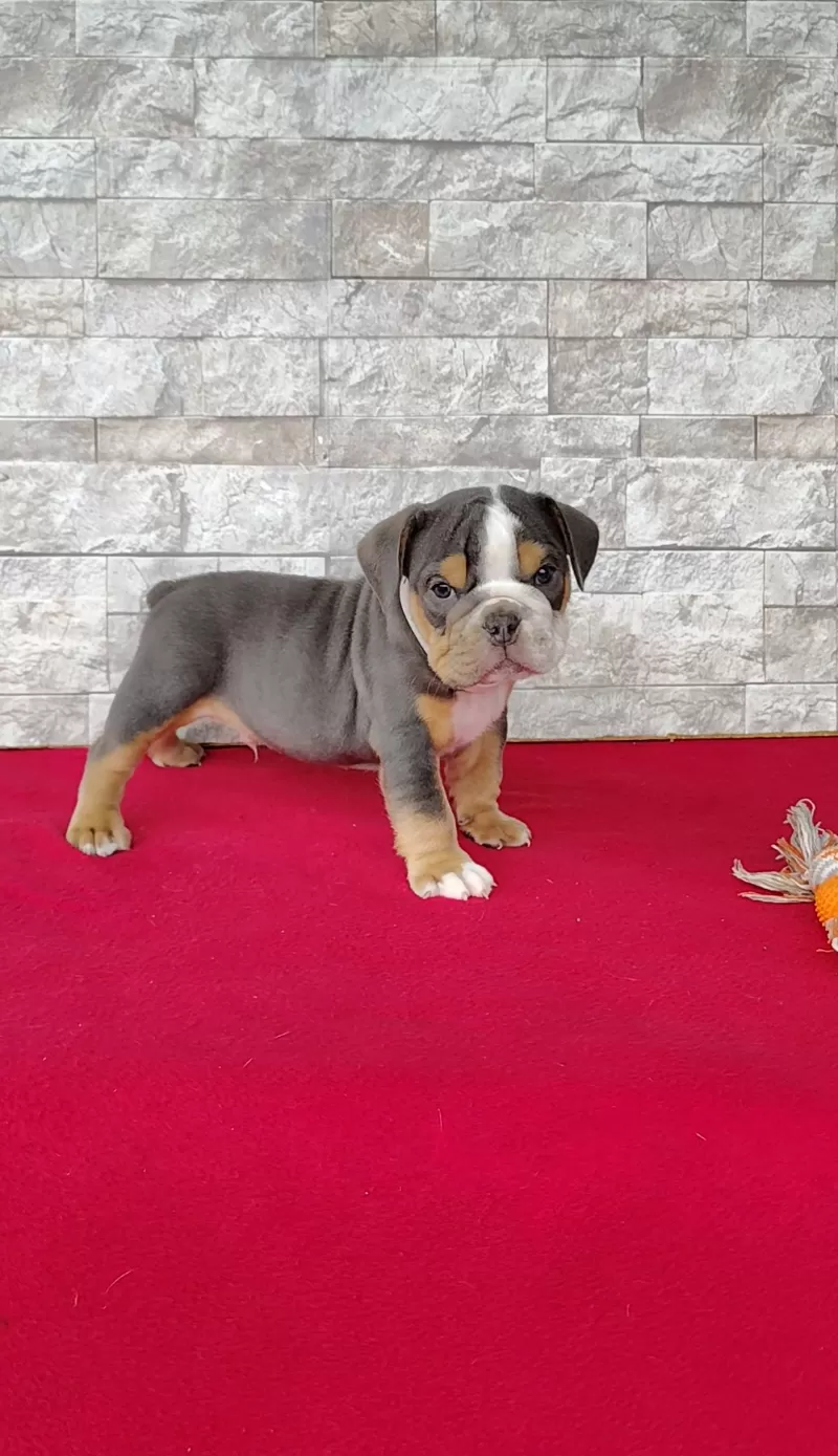 Puppy Name: Danny