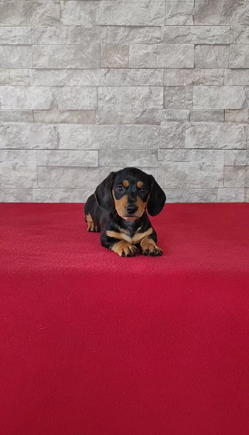 Puppy Name: Brady