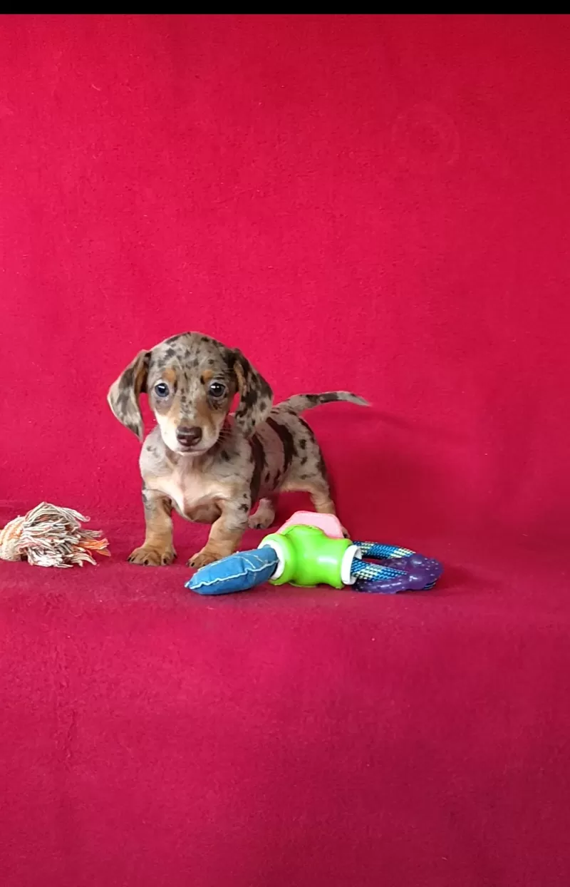 Puppy Name: Bella