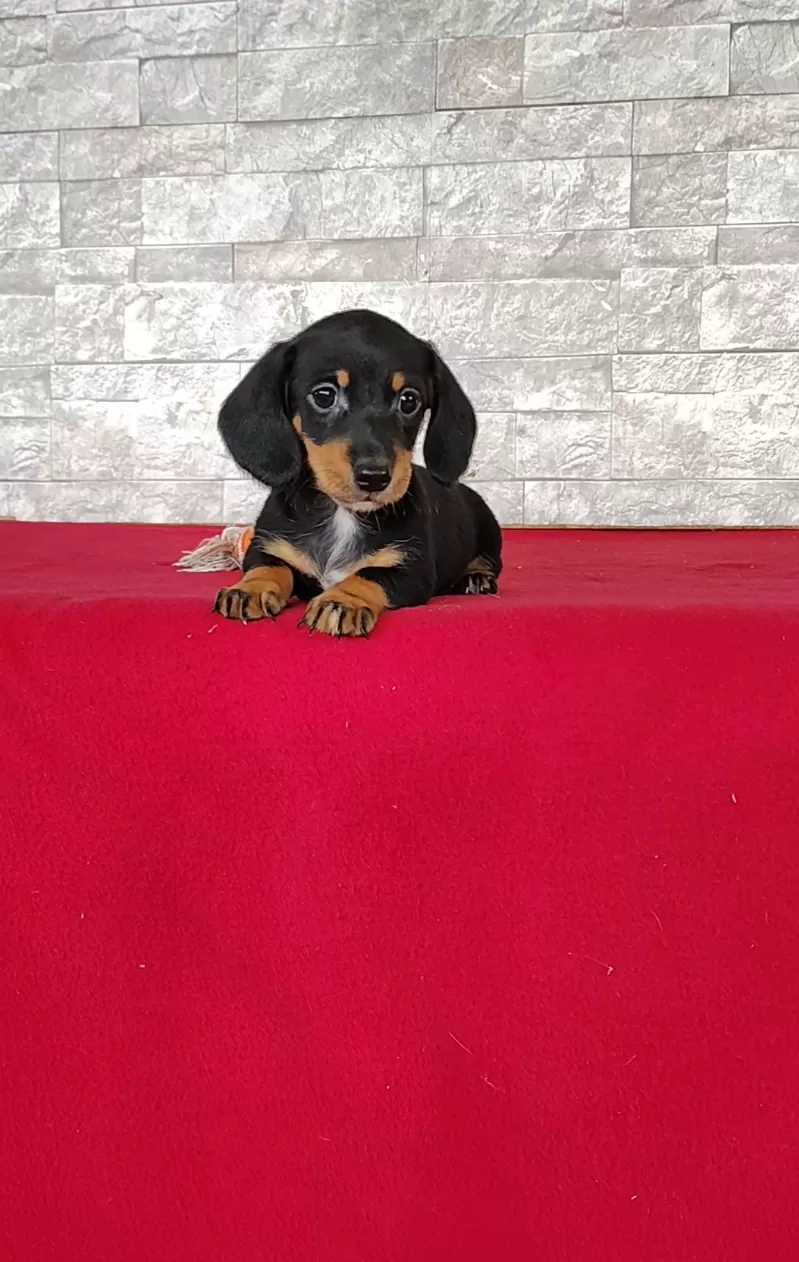 Puppy Name: Bethany