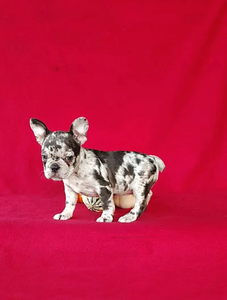 Roxy