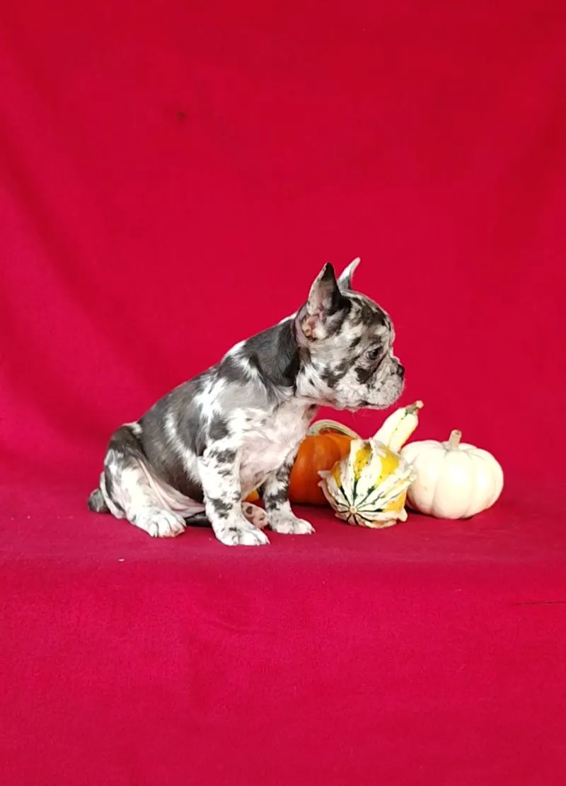 Roxy