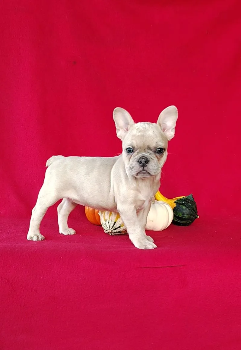 Renae