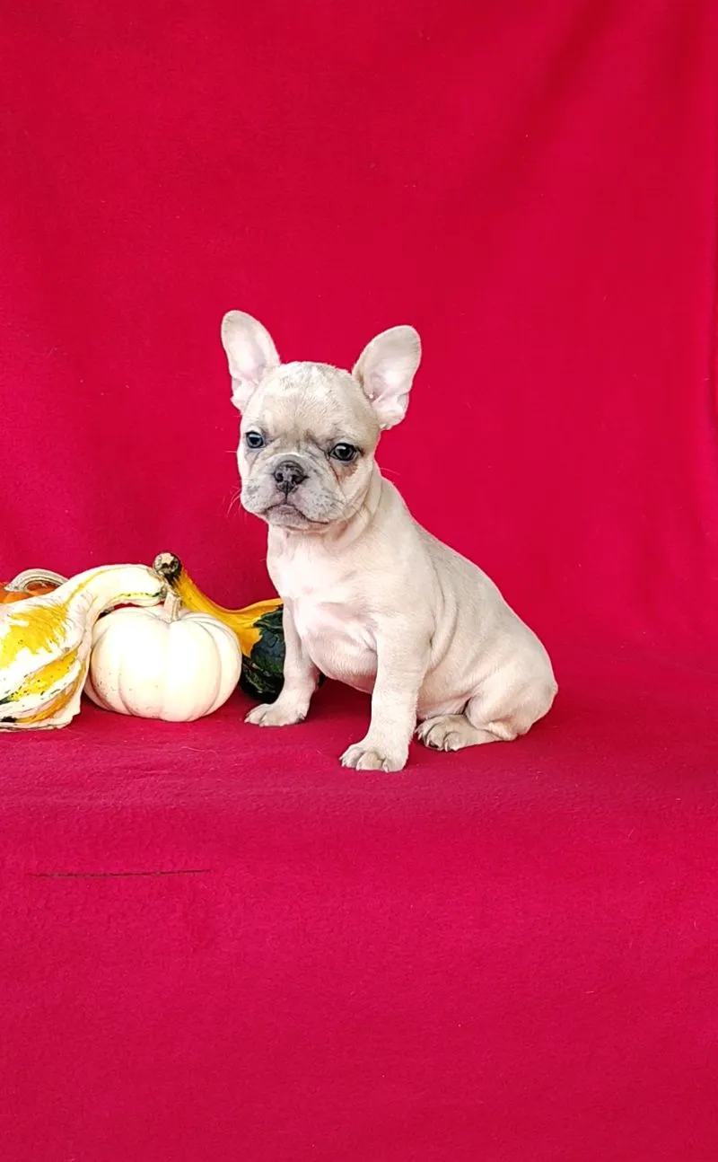 Renae