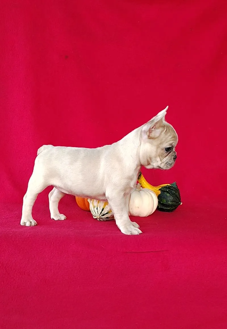 Renae