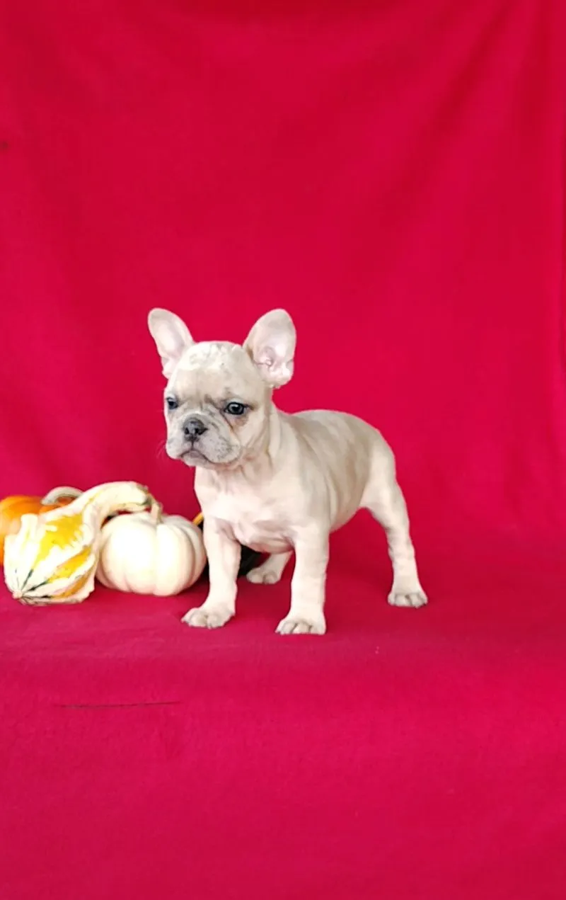 Renae