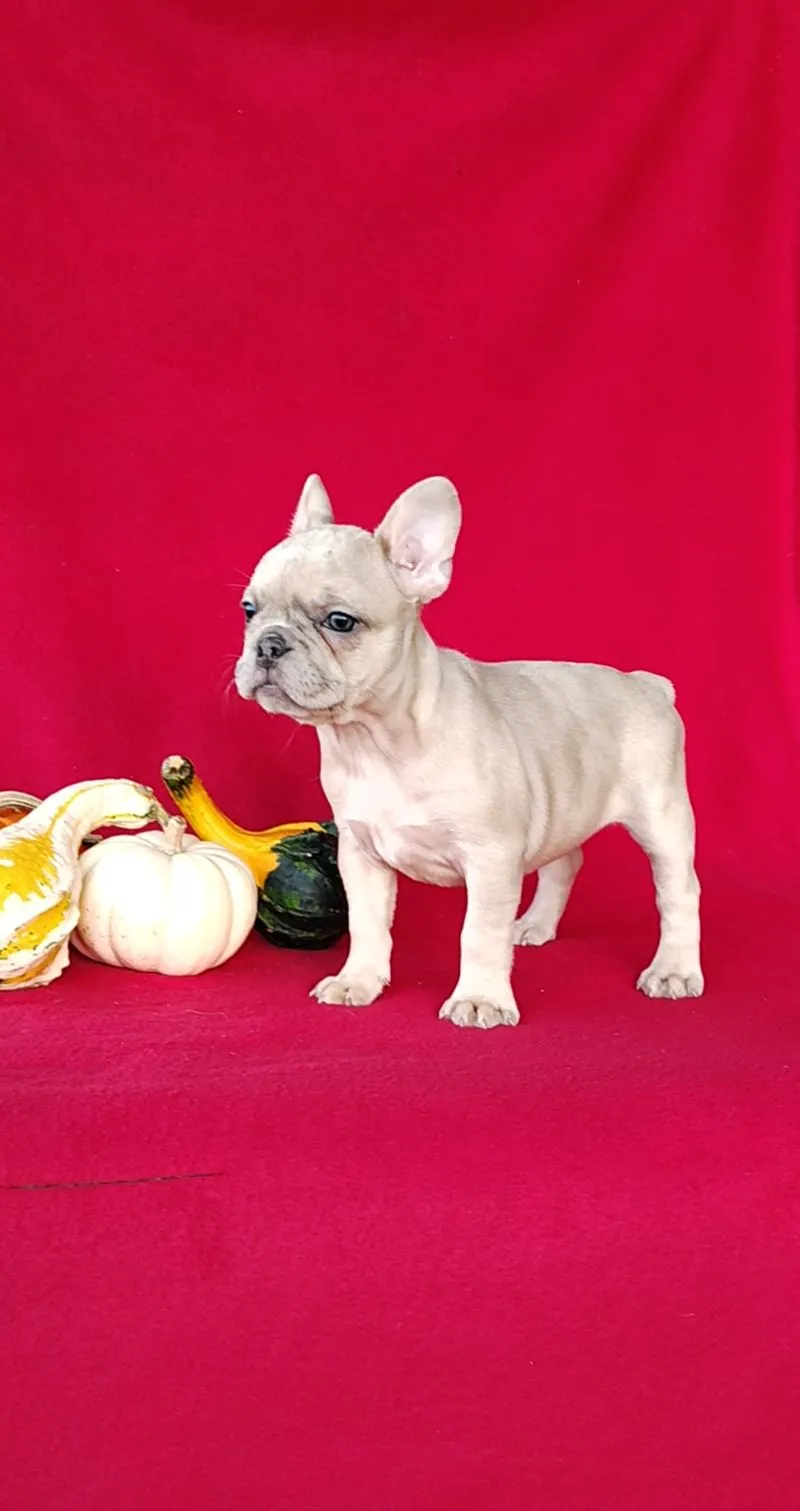 Renae