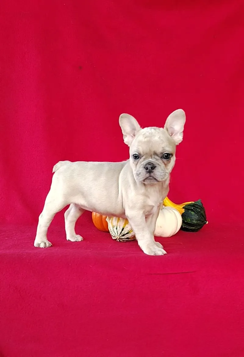 Renae