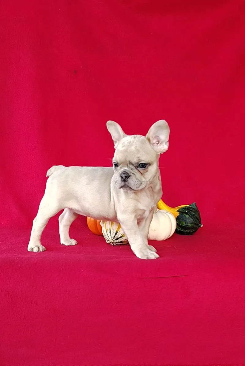 Renae